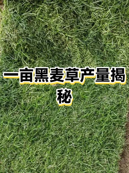 一亩种黑麦草种多少斤_1