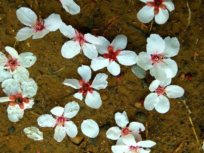 女人梦见坟墓上开花-墓上花开