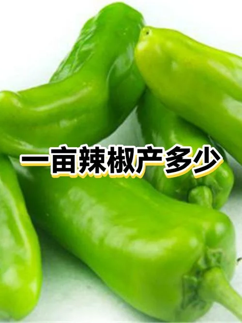 干辣椒一亩地能产多少斤_2