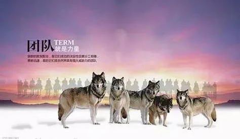 狼的团队精神感悟-狼群共生死感悟