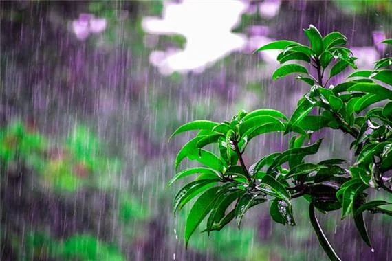 梦见雨特别大_2