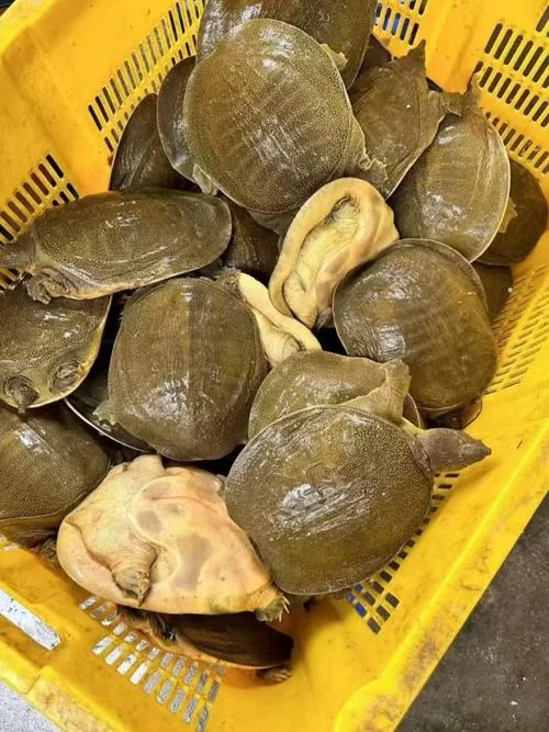 一亩养多少甲鱼_1