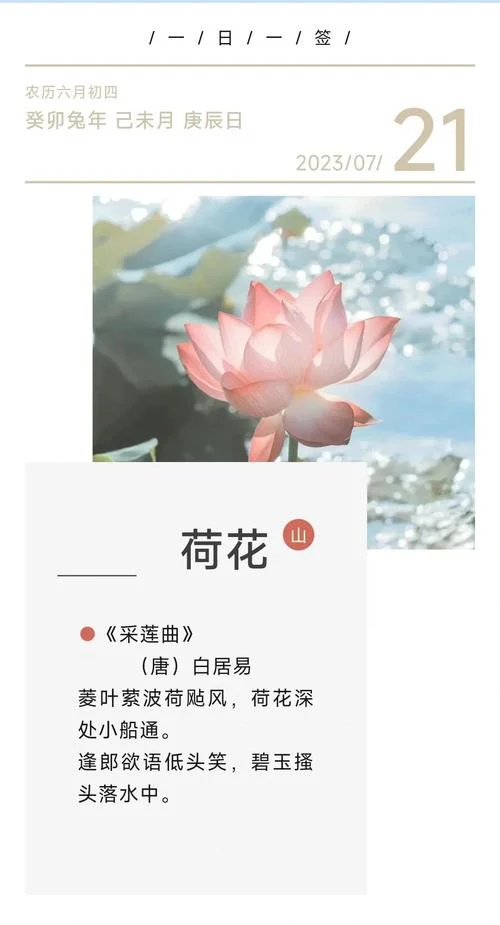 荷花什么我们悟出什么的道理_1