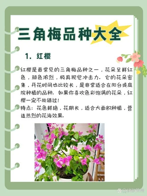 梅花种类介绍-梅花种类全知