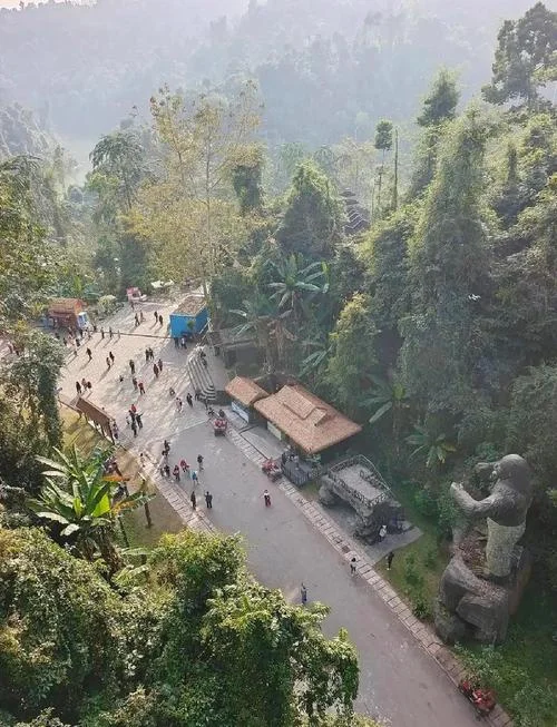 西双版纳旅游景点望天树_2