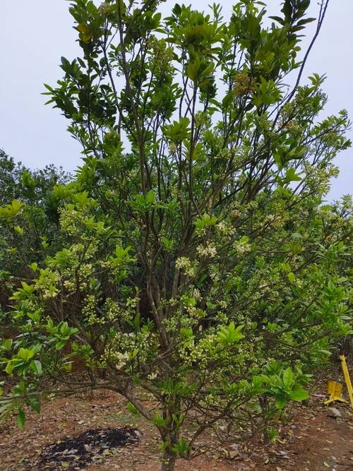 化橘红的种植历史-化橘红种植渊源