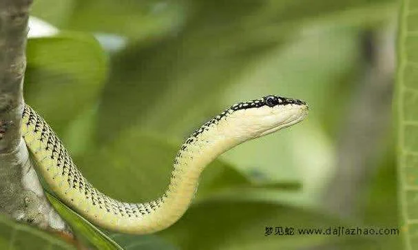 梦见蛇是_2