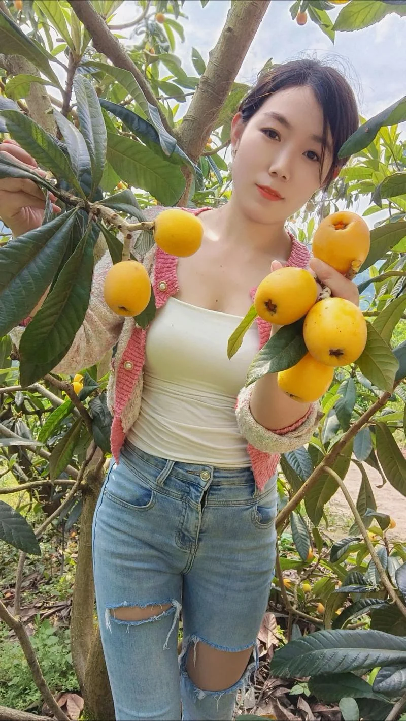 梦见枇杷结果_1