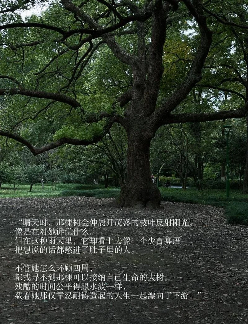 树与叶子的道理_1