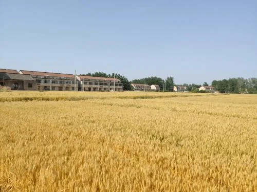 淮麦20一亩地多少公斤_1
