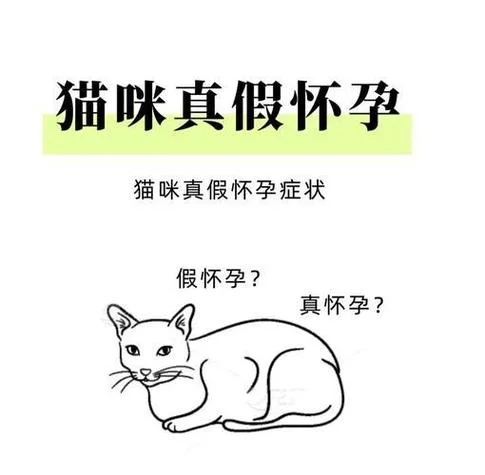 梦见猫是怀孕了吗_1