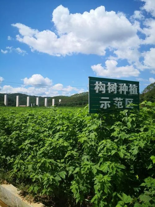 种植构树一亩养牛多少-一亩地养牛多少