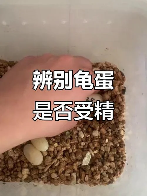 梦到乌龟下蛋是什么征兆 女性-女梦龟下蛋吉凶