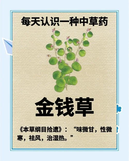 广金钱草一亩产多少斤_1