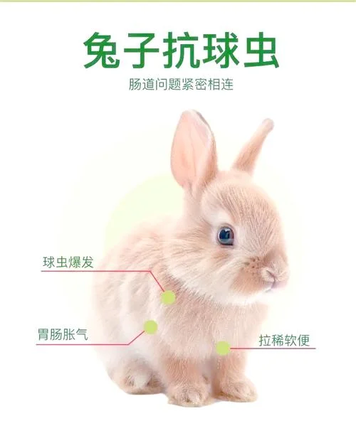 兔子叫什么_1