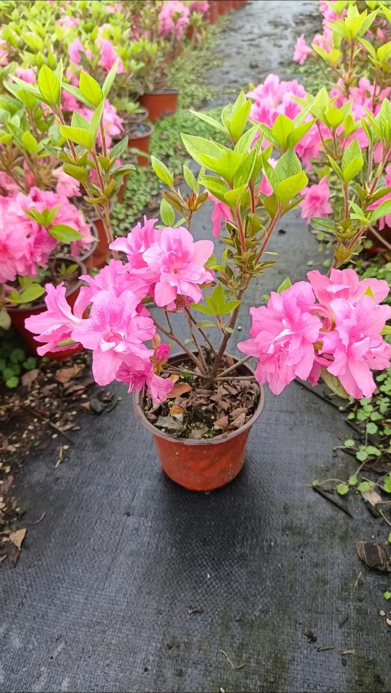 杜鹃花是几月份开花_1