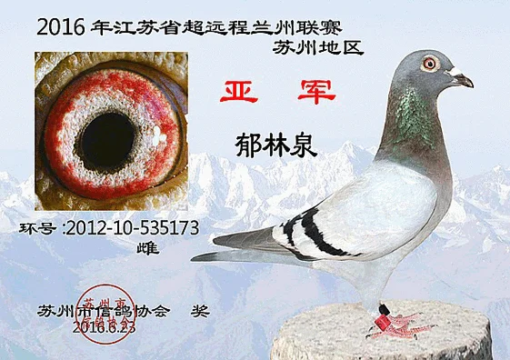 苏州市信鸽协会网成绩_1