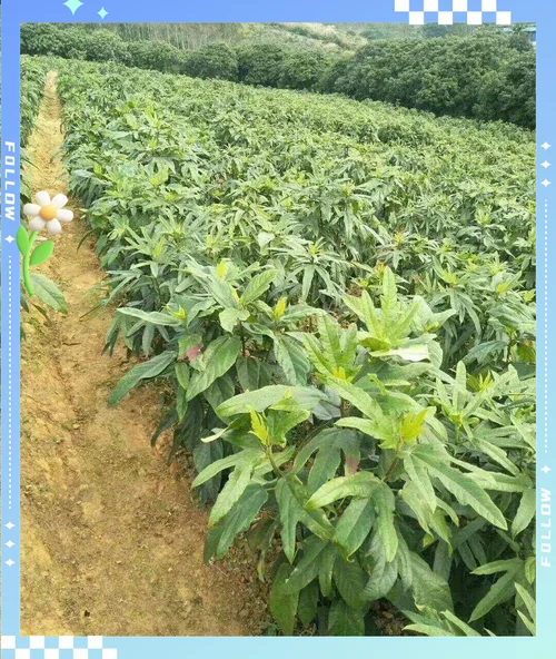 五指毛桃亩种多少颗?_2