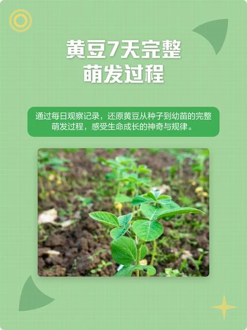 梦见豆子发芽预示什么_2