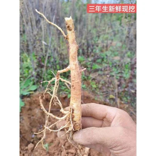 种桔梗一亩地多少钱_1