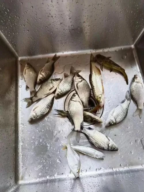 乐鱼网是干什么的_1