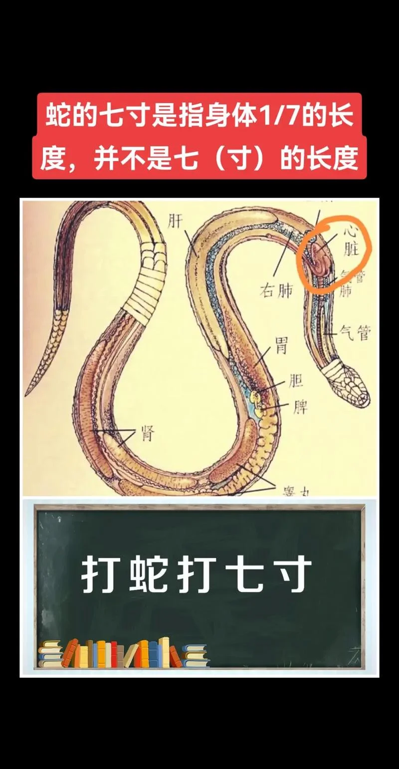 蛇打七寸歇后语下一句_1