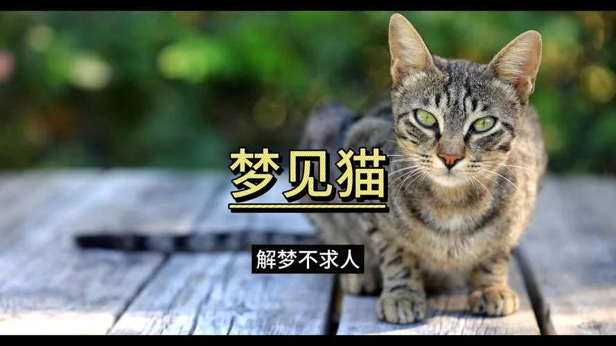梦见别人踩死猫-梦见踩死猫