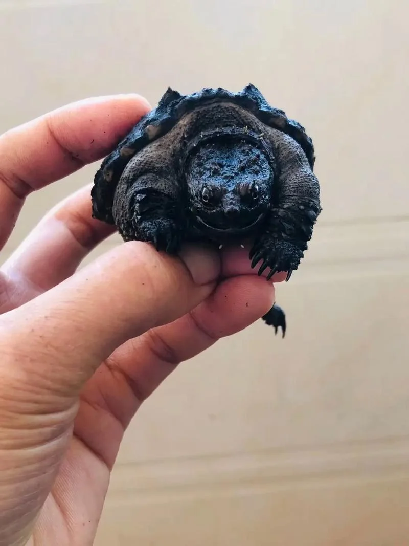 鳄鱼背上的叫什么_1