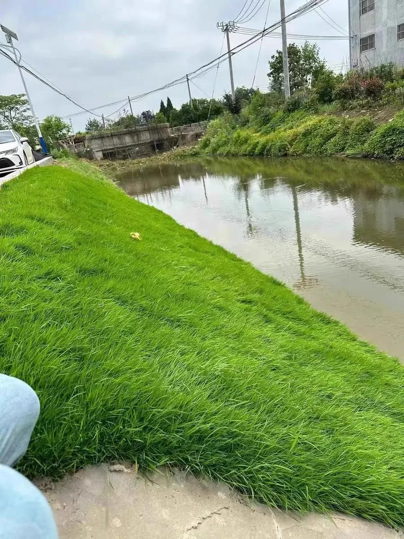 马尼拉草皮多少一平方_1