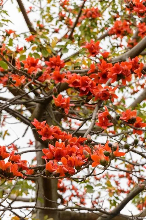 木棉花又叫什么_1