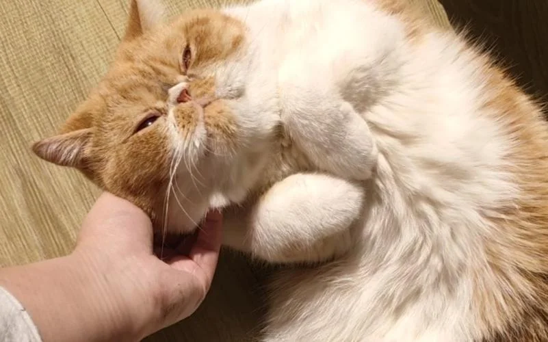 梦见猫缠着腿上甩不掉_1