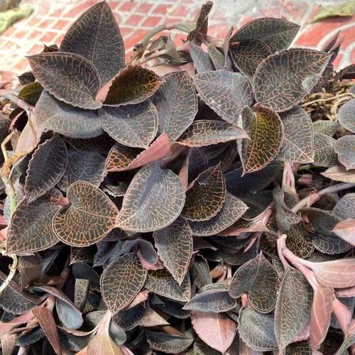 一亩地能种植多少株金线莲_2