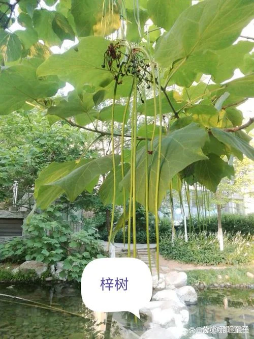 是什么意思桑梓_2
