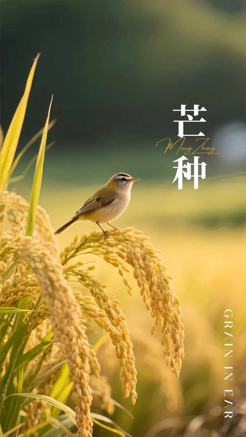 芒种几月份-芒种五月