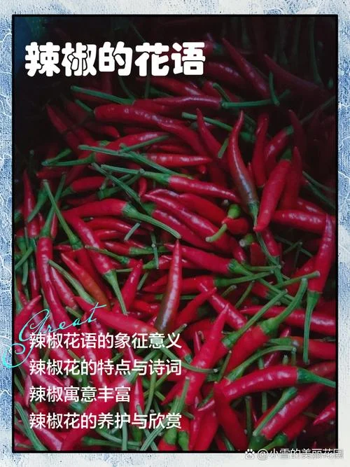梦到摘辣椒是什么意思_2