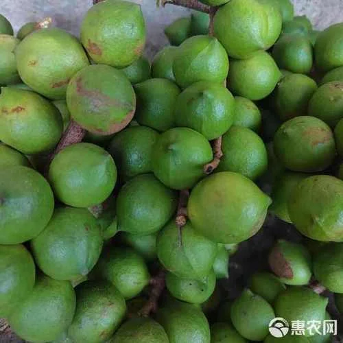种植200亩坚果要多少钱_1