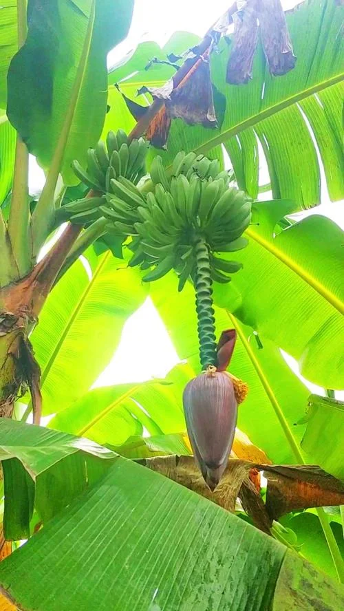 梦见香蕉树还摘香蕉_2