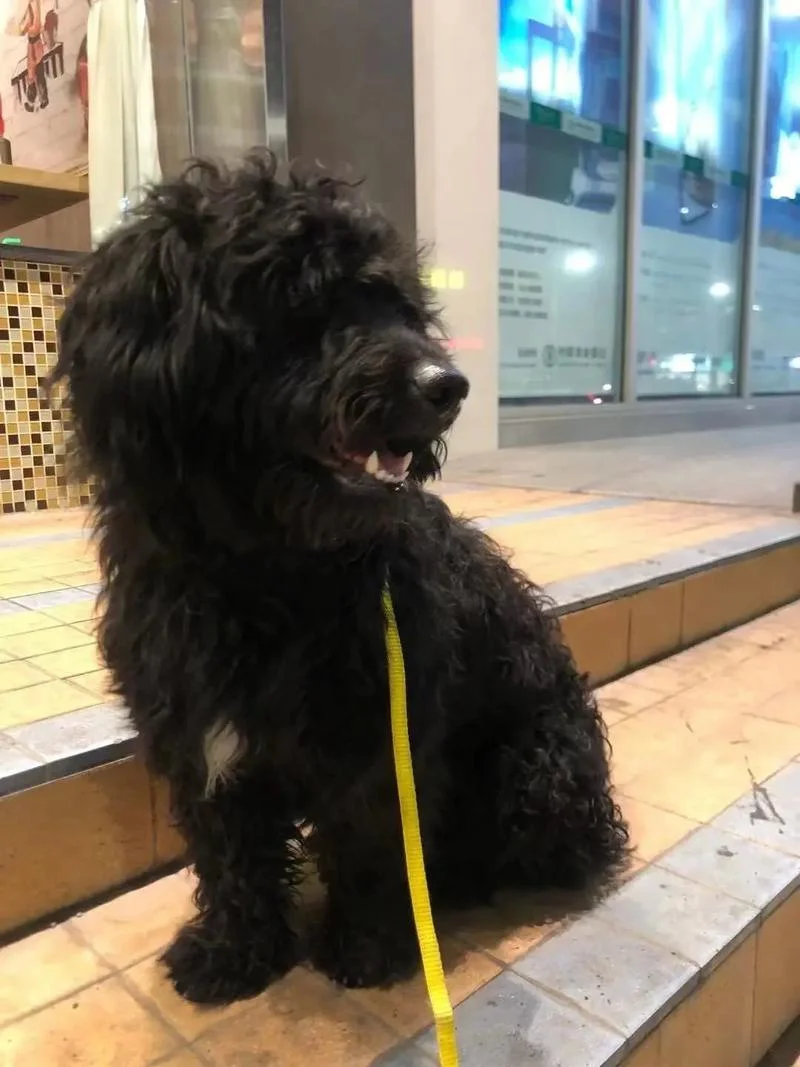 贵宾犬起名字大全洋气_1