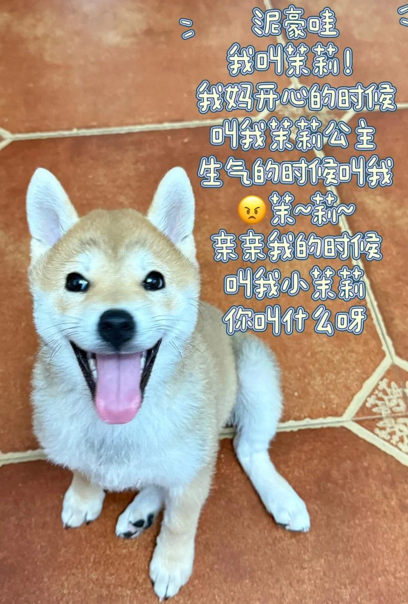 狗狗叫什么名字可爱_2