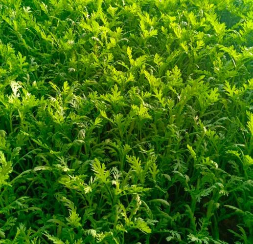 茼蒿几月份种植比较好_2