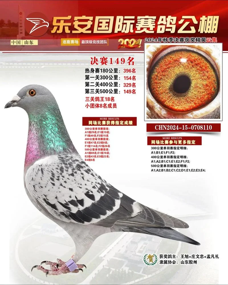 搜鸽天下信鸽成绩查询系统_1