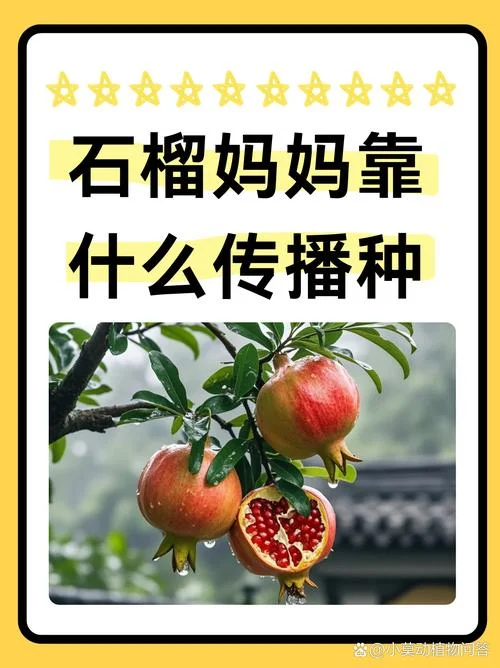 梦见摘石榴是怀孕吗_1