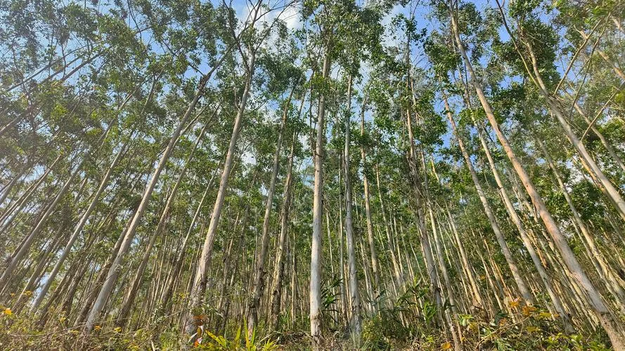 种植桉树一亩种多少棵_1