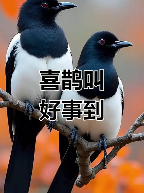 梦见做喜鹊是什么意思_1