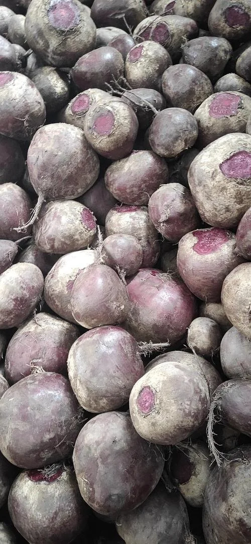 什么是甜菜根图片_2