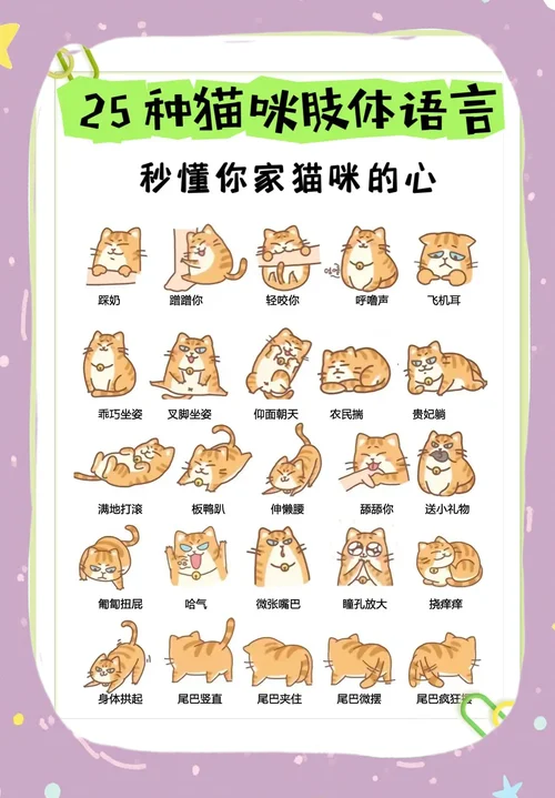 猫咕咕叫什么意思_1