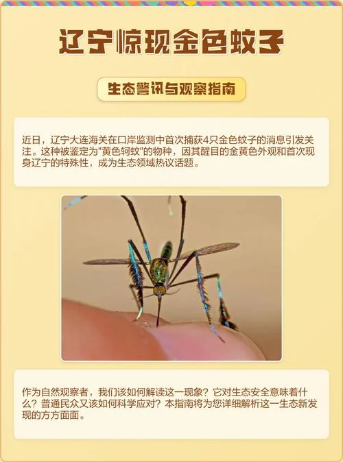 小蚊子的真名字叫什么_2