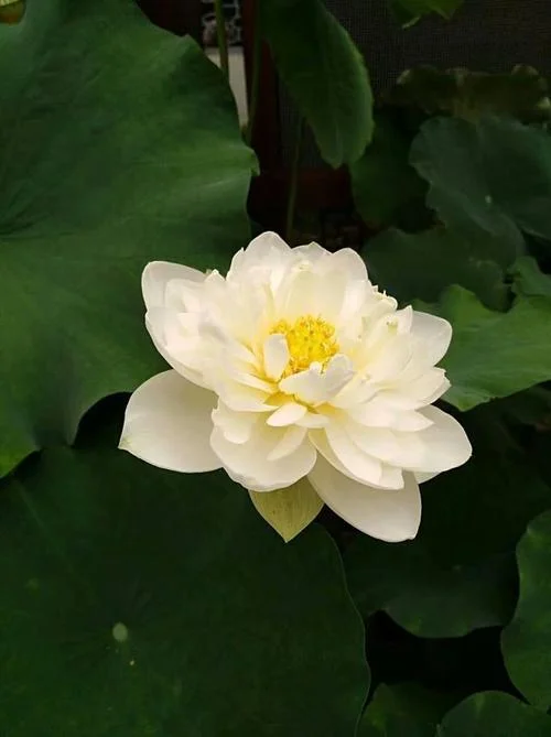 许一世安逸出自_2