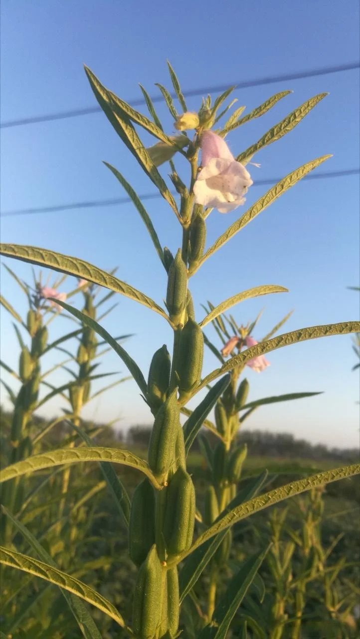 梦见吃芝麻花-梦食芝麻花