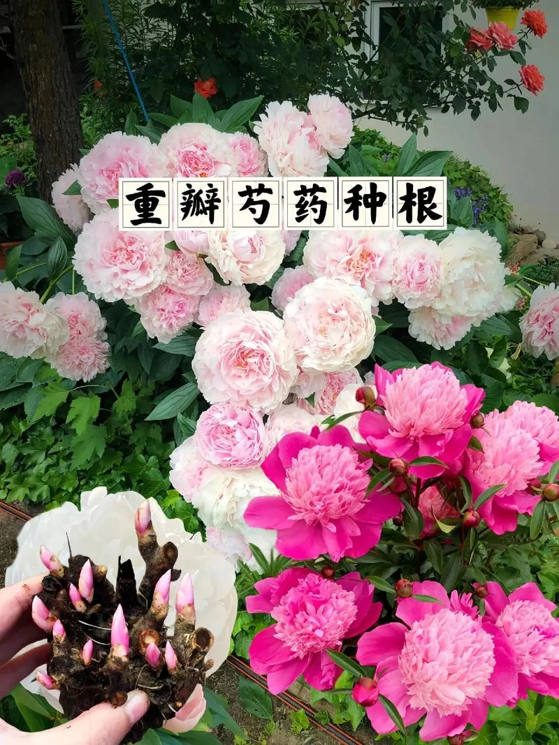 梦到种芍药花_1